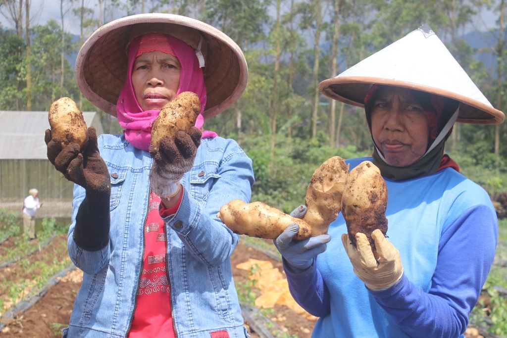 Dua petani menunjukkan sejumlah kentang yang dipanen di Desa Pulosari, Kecamatan Pangalengan, Kabupaten Bandung, Jawa Barat, Selasa (21/2/2023). Kentang ini memiliki kualitas ekspor dengan potensi panen mencapai 8 ton per minggu.