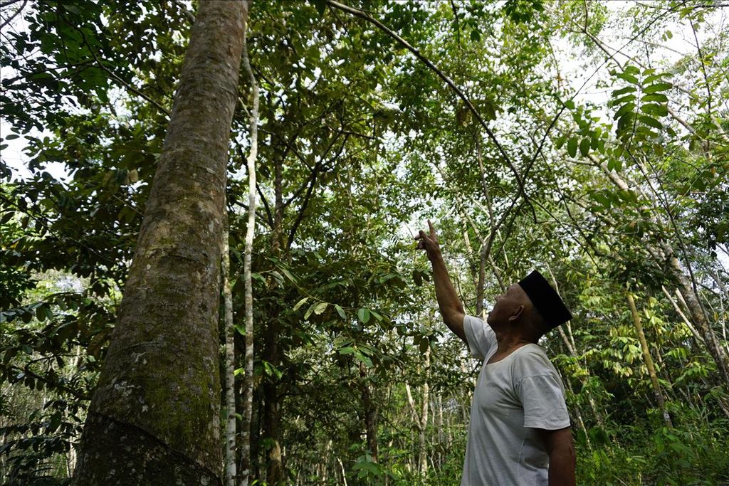 Warga menunjuk pohon di kebun miliknya di Kutai Kartanegara, Kalimantan Timur, Rabu (7/8/2019).