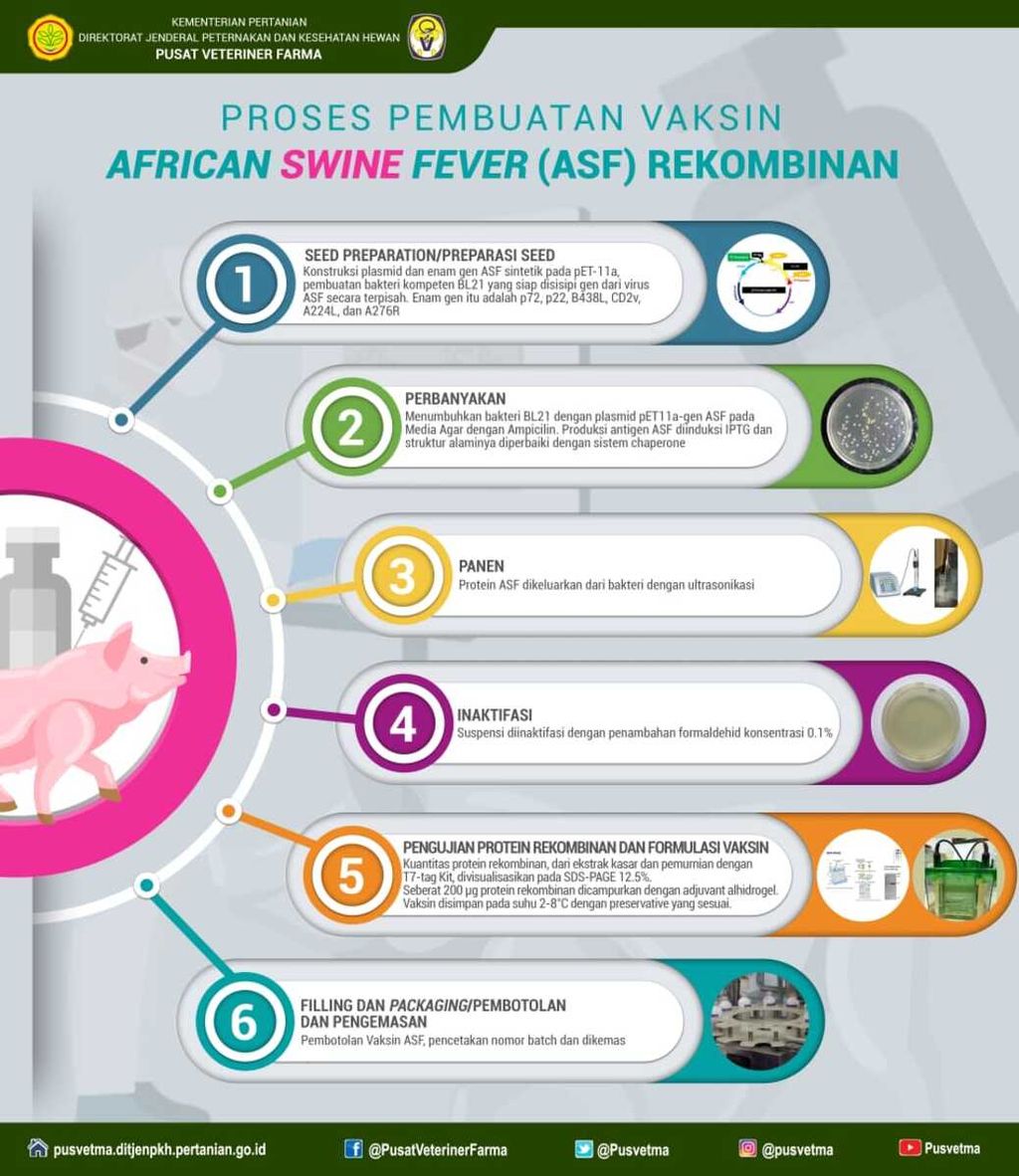 Infografis dari Kementerian Pertanian terkait pengembangan vaksin demam babi afrika atau ASF.