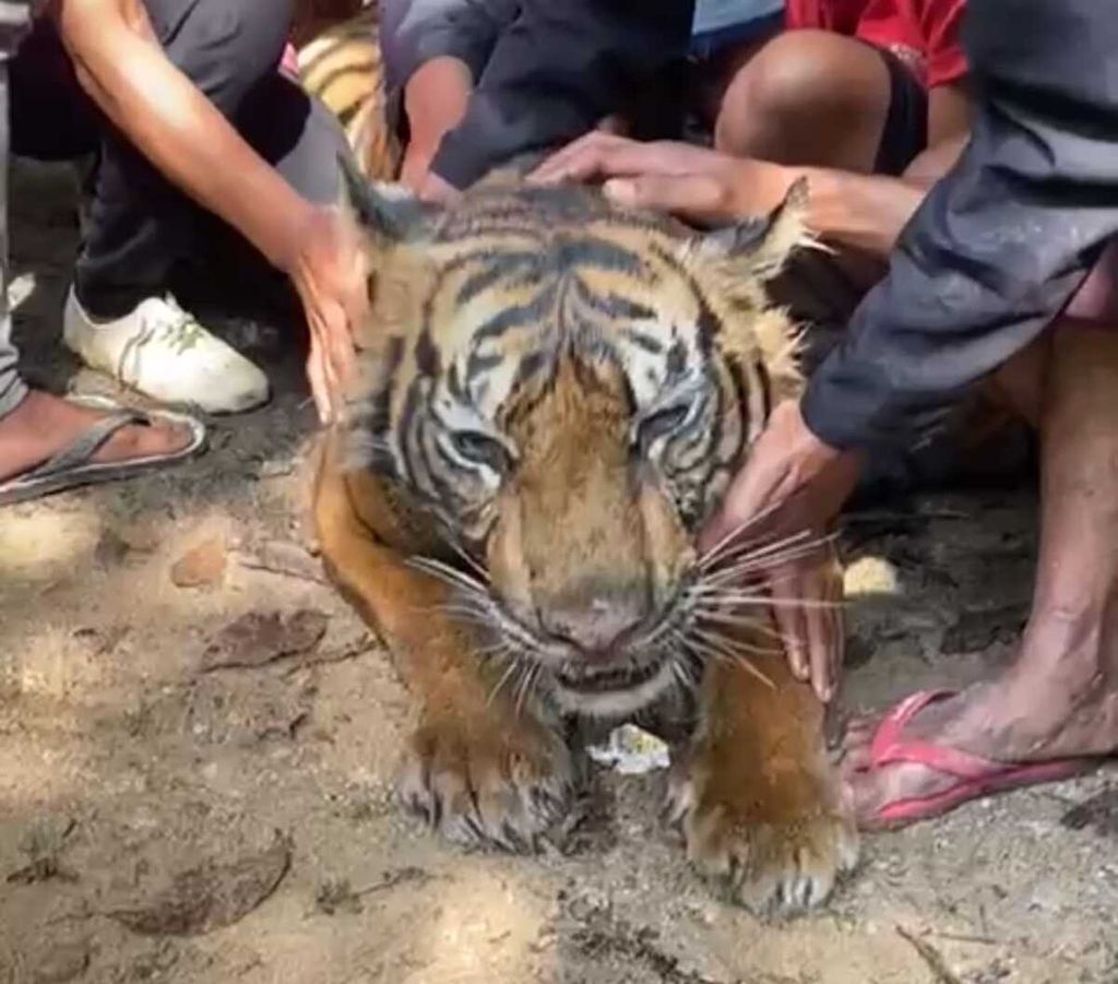Foto tangkapan layar dari video penemuan harimau sumatera yang sedang sakit di Nagari Sontang Cubadak, Kecamatan Padang Gelugur, Pasaman, Sumatera Barat, Sabtu (14/8/2021) pagi.