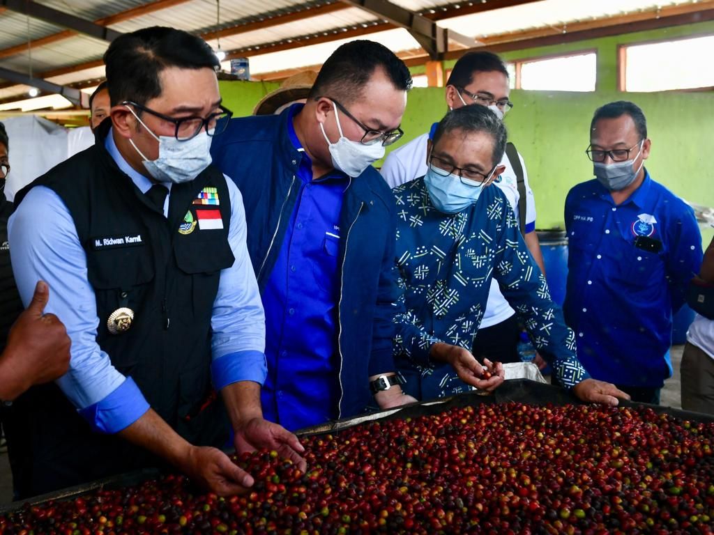 Gubernur Jawa Barat Ridwan Kamil bersama Rektor IPB University Prof Arif Satria dan Staf Ahli Menteri Koperasi dan UKM Bidang Hubungan Antarlembaga Luhur Pradjarto (dari kiri ke kanan) melihat biji kopi siap olah, Rabu (2/3/2022). 