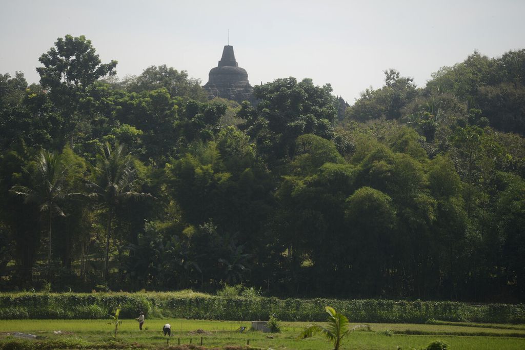 Petani mengolah sawah yang terletak di tepi Candi Borobudur di Desa Borobudur, Kecamatan Borobudur, Magelang, Jawa Tengah, Kamis (25/6/2020). Pembukaan kembali obyek wisata Candi Borobudur diharapkan dapat membangkitkan kembali perekonomian warga dari sektor pariwisata.