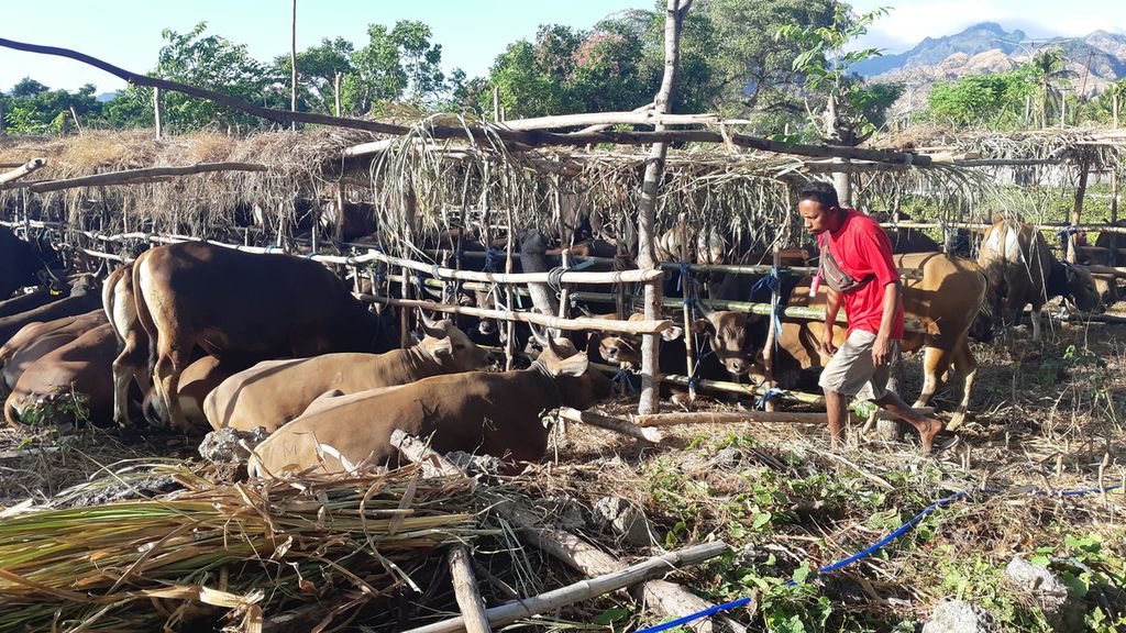 Di Wini, Kecamatan Insana Utara, Kabupaten Timor Tengah Utara, Nusa Tenggara Timur, para pengepul menampung sementara sapi sebelum dikirim ke luar daerah seperti pada Minggu (12/6/2022). Sapi dimaksud berasal dari sejumlah kabupaten di Pulau Timor.