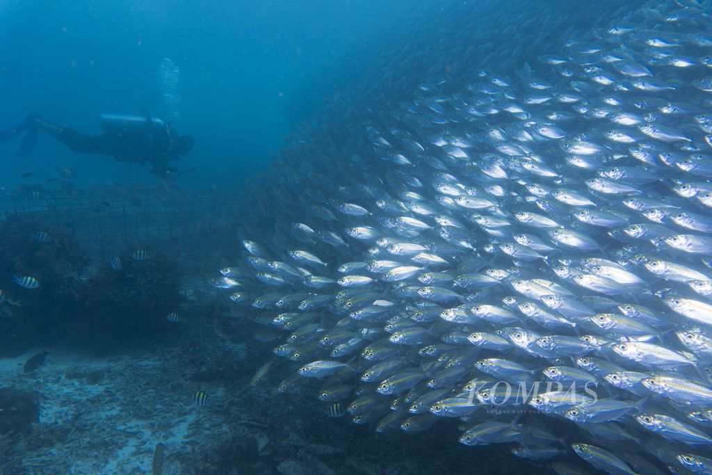 Keberadaan kawanan ikan merupakan salah satu daya tarik utama wisata selam di bawah dermaga Pulau Arborek, Raja Ampat, Papua Barat, Selasa (1/6/2021). Pesona alam bawah laut menjadi daya tarik utama bagi sektor wisata Raja Ampat.