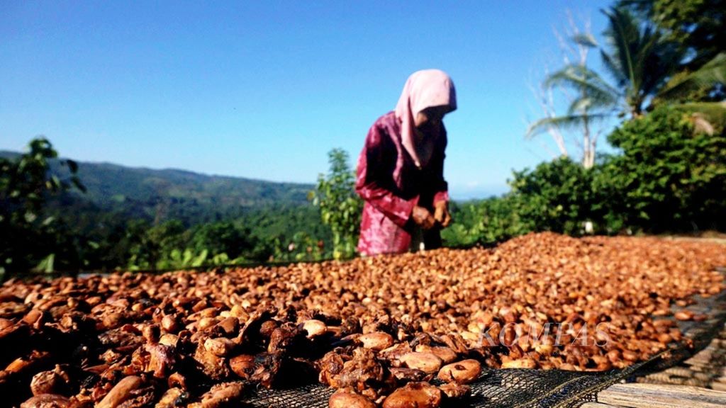 Seorang petani kakao di Kelurahan Ulunggolaka, Kecamatan Latembaga, Kabupaten Kolaka, Sulawesi Tenggara, sedang mengeringkan kakao di depan rumahnya, Minggu (19/5/2019). 
