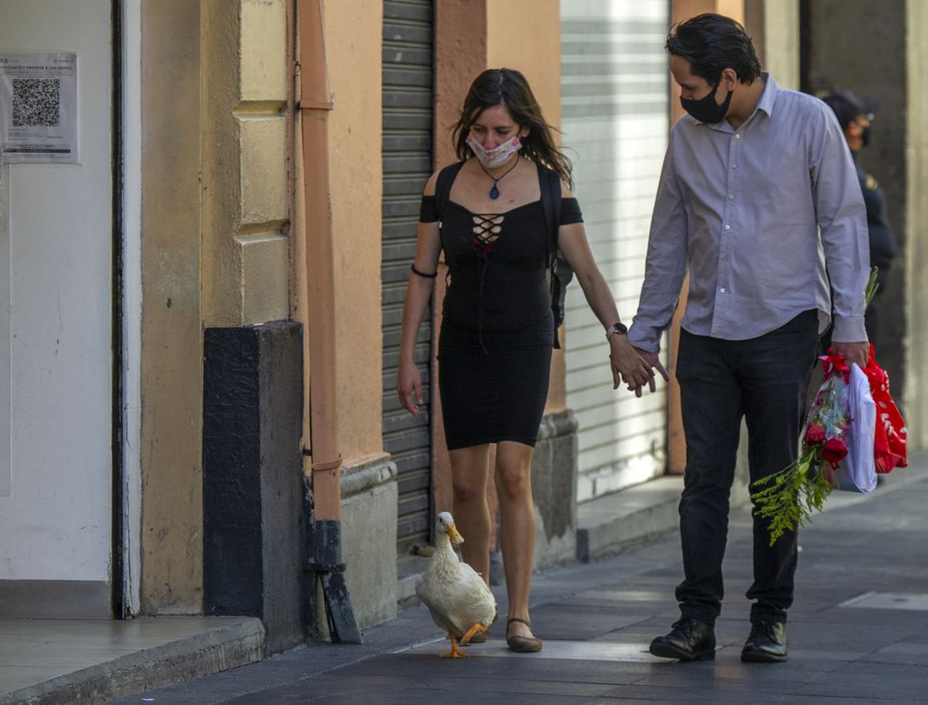 Sepasang kekasih, yang memakai masker wajah sebagai tindakan pencegahan terhadap penyebaran virus Covid-19, berjalan bergandengan tangan dan membawa bebek peliharaan mereka "Masha" di Mexico City, Meksiko, pada Hari Valentine, Minggu (14/2/2021).