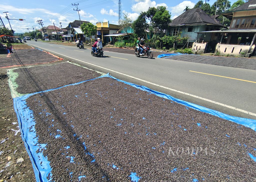 Buah kopi dijemur di bawah terik matahari di pinggir jalan di pelataran rumah warga, kawasan Tanjung Agung, Pagaralam Selatan, Kota Pagaralam, Sumatera Selatan, Minggu (7/7/2024). 