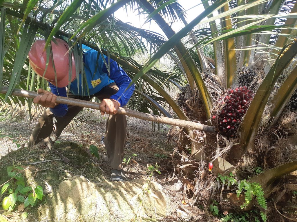 Seorang petani sawit di Kecamatan Teluk Gelam, Kabupaten Ogan Komering Ilir, Sumatera Selatan, Senin (17/7/2023), sedang memanen tandan buah segar. 