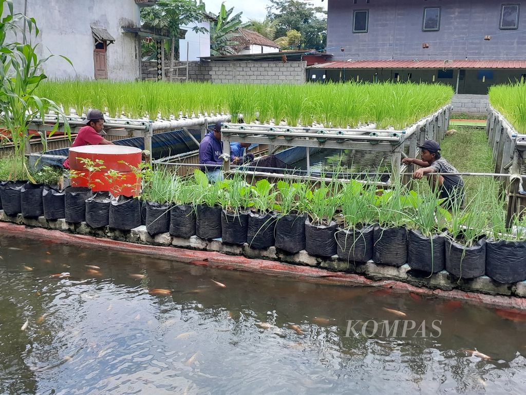 Tampak pertanian hidroganik yang memadukan tanaman padi dalam paralon dengan kolam ikan secara bertingkat di Bengkel Mimpi milik Basiri di Desa Kanigoro, Kecamatan Pagelaran, Kabupaten Malang, Jawa Timur, Senin (26/2/2024) sore.