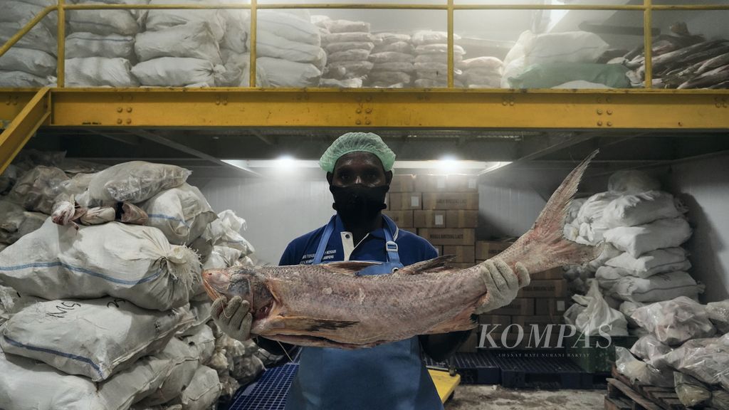 Pekerja koperasi, Donatus, menunjukkan ikan tangkapan nelayan Kamoro yang dibekukan di fasilitas <i>cold storage </i>di pabrik pengolahan ikan milik Koperasi Maria Bintang Laut (KMBL), Timika, Papua, Kamis (17/3/2022).