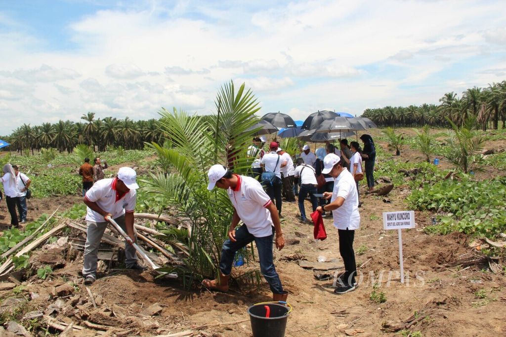 PT Perkebunan Nusantara V Riau is helping to rejuvenate 28,000 hectares of oil palm plantations owned by the people. The first planting was carried out in Kumain Village, Tandun District, Rokan Hulu, Riau on Thursday (11/4/2019).
