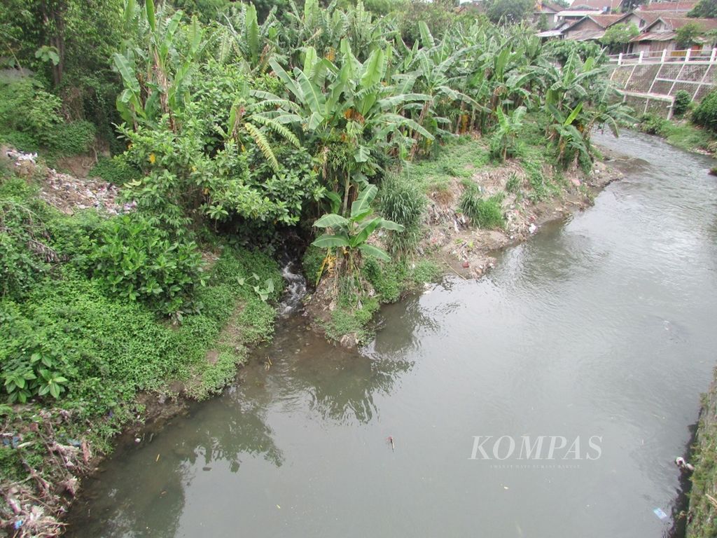 Ilustrasi: Pohon pisang di salah satu bantaran sungai di Bantul