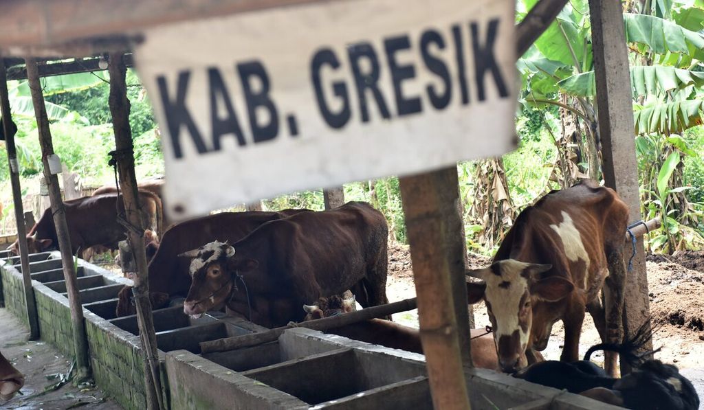 Kandang sapi yang terjangkit penyakit mulut dan kaki di Desa Sembung, Kecamatan Wringinanom, Kabupaten Gresik, Jawa Timur, Rabu (11/5/2022). Sebanyak 37 sapi yang ada di kandang kini terjangkit penyakit mulut dan kuku. Beberapa sapi sebelumnya yang juga terjangkit dipotong di tempat dan dijual murah. Ternak yang terkena wabah penyakit mulut dan kuku terdeteksi di tujuh kecamatan di Kabupaten Gresik, masing-masing Wringinanom, Driyorejo, Kedamean, Menganti, Benjeng, Balongpanggang, dan Cerme. 