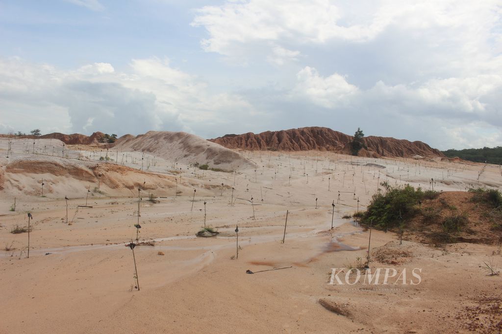 Sejumlah bibit tanaman yang ditanam di atas bekas lahan tambang di Kecamatan Namang, Kabupaten Bangka Tengah, Kepulauan Bangka Belitung, Jumat (10/1/2020).