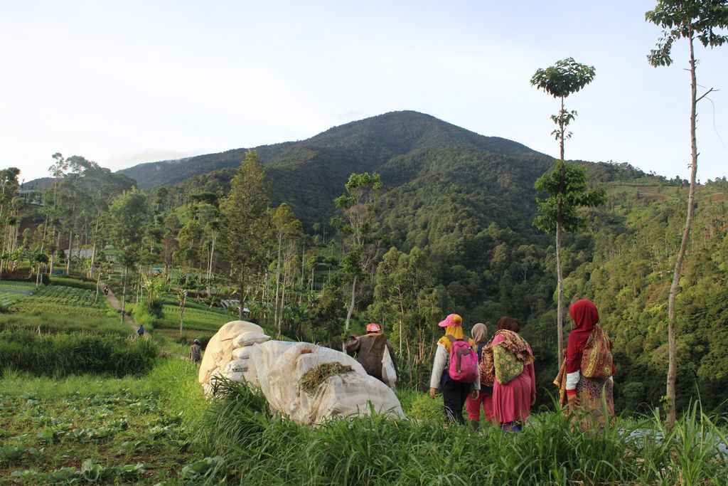 Sejumlah petani berjalan bersama-sama menuju lahan mereka yang berada di kaki Gunung Cikuray, Desa Sukamukti, Kecamatan Cilawu, Kabupaten Garut, Jawa Barat, Sabtu (13/1/2024).