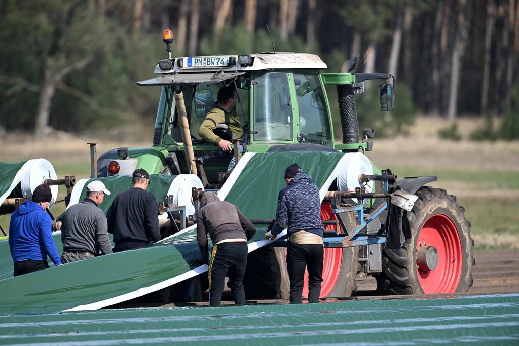Para pekerja, dengan peralatan traktor, menutup ladang asparagus dengan plastik di Scharfenbrück, Brandenburg, Jerman timur, 15 Februari 2024. 