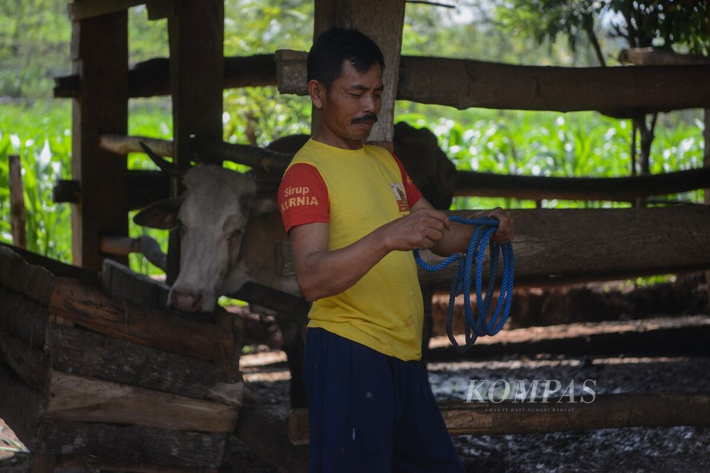 Peternak merapikan tali pengikat sapi miliknya yang telah mendapat suntikan vaksin antraks di Desa Dadapayu, Kecamatan Semanu, Kabupaten Gunungkidul, DIY, Rabu (22/1/2020).