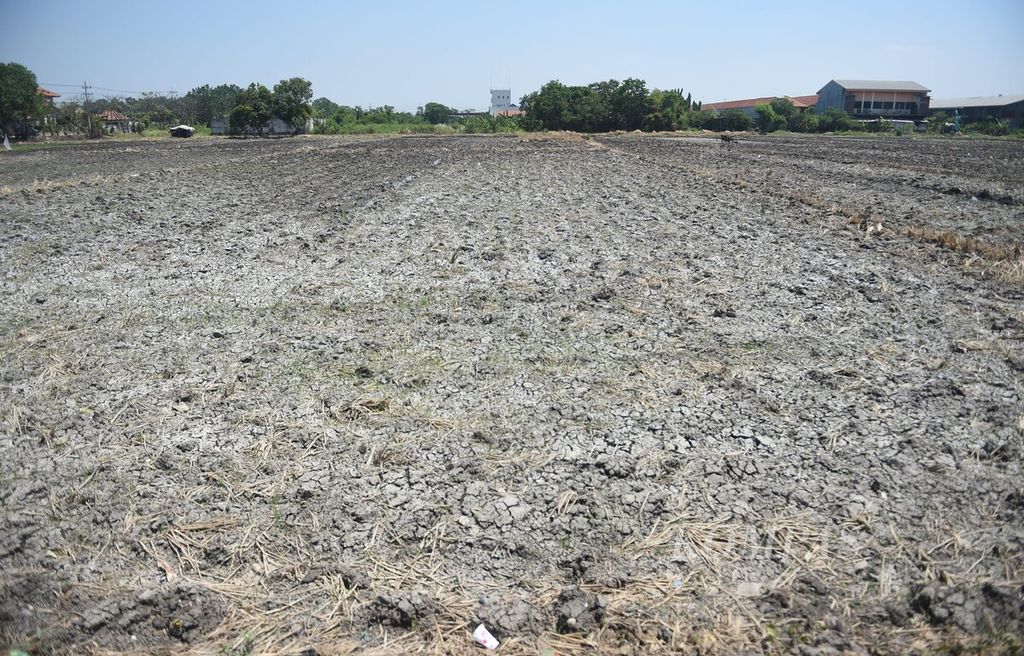 Lahan pertanian yang mengalami kekeringan di Kecamatan Krian, Sidoarjo, Jawa Timur, Jumat (25/8/2023). Saat ini 1.000 hektar lahan pertanian di Sidoarjo mengalami kekeringan. 