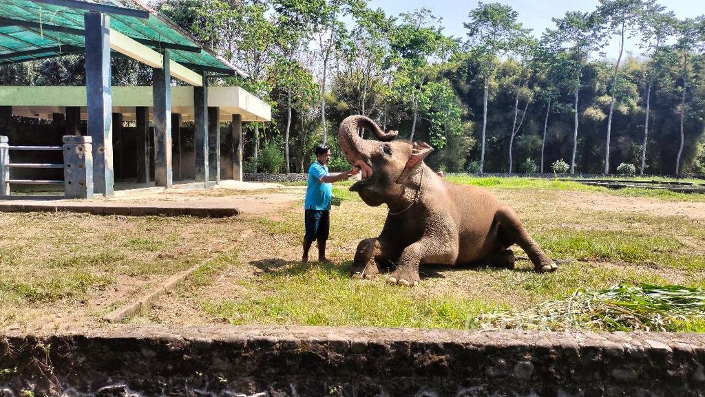 Sembari duduk, gajah bernama Eca menerima asupan makanan berupa wortel dari pawangnya di kompleks Taman Wisata Candi Borobudur, Rabu (14/6/2023).