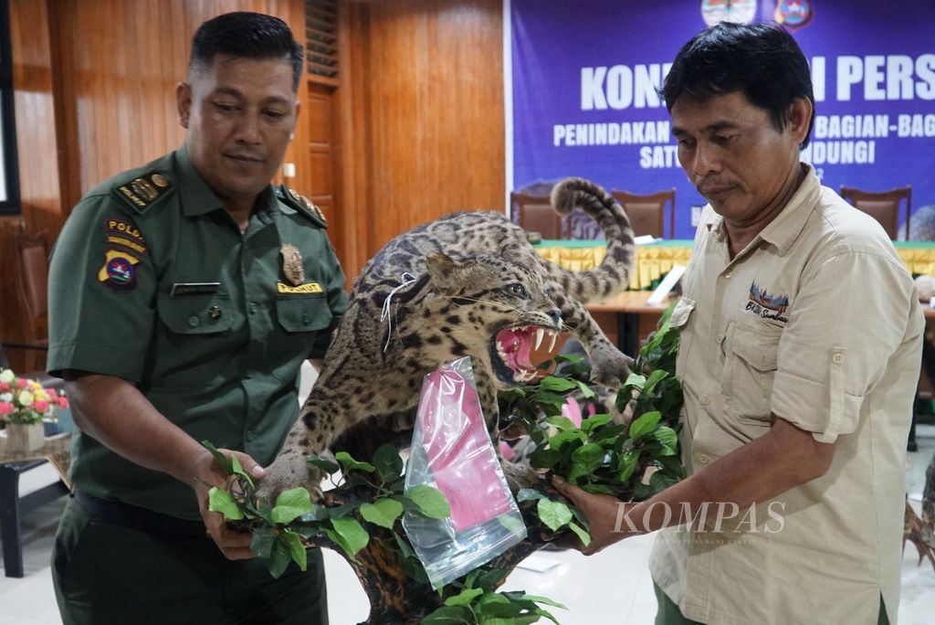 Petugas BKSDA Sumbar menyimpan kembali awetan macan dahan, salah satu dari awetan dan bagian tubuh 26 jenis satwa dilindungi, di kantor BKSDA Sumbar, Padang, Jumat (17/6/2022).