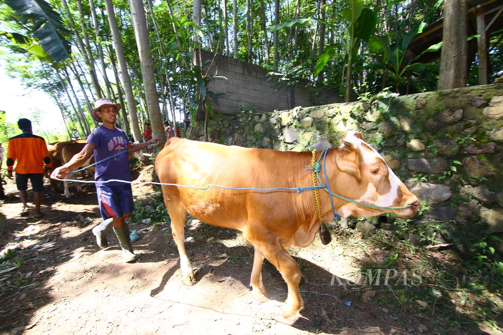 A cattle farmer brought his cow home after attending free medical treatment in Boyolangu Village, Banyuwangi, Tuesday (16/6/2020).