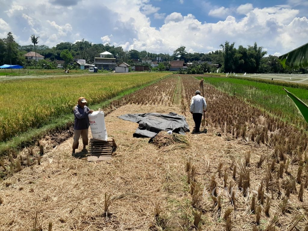 Dua petani tengah memanen padi di persawahan Desa Banjararum, Kecamatan Singosari, Kabupaten Malang, Jawa Timur, Senin (26/2/2024).