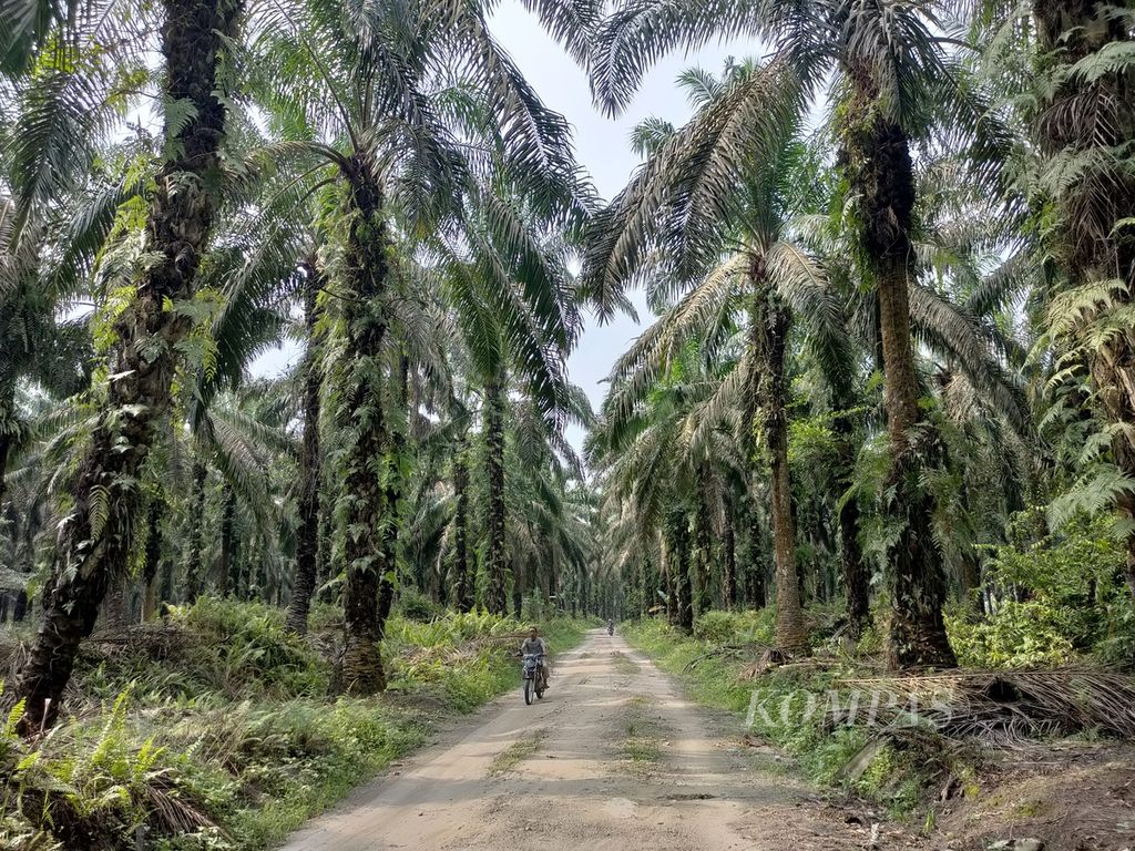Seorang warga melintasi lahan perkebunan kelapa sawit Koperasi Berkat Ridho yang akan mendapat dana bantuan dalam program Peremajaan Sawit Rakyat di Desa Kijang Makmur, Kecamatan Tapung Hilir, Kampar, Riau, Senin (18/9/2023). 