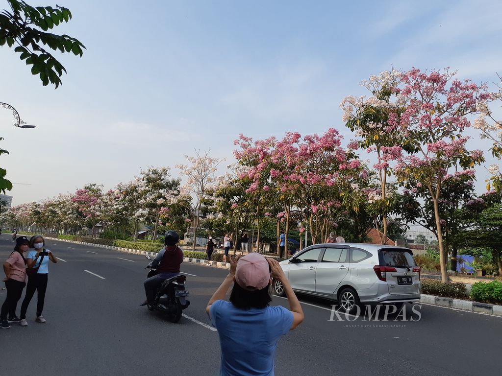 Banyak warga Kota Surabaya menyempatkan diri berswafoto sambil olahraga bersepeda menelusuri jalan dengan keindahan bunga tabebuya seperti di Jalan Ir Soekarno atau MERR, Sabtu (2/10/2021).