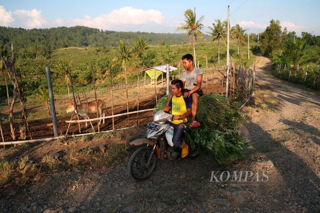 Warga berkendara mengangkut dedaunan untuk pakan ternak saat melintasi akses jalan yang berat menuju Dusun Maribaya, Desa Kalinusu, Kecamatan Bumiayu, Kabupaten Brebes, Jawa Tengah, Rabu (31/5/2023). 