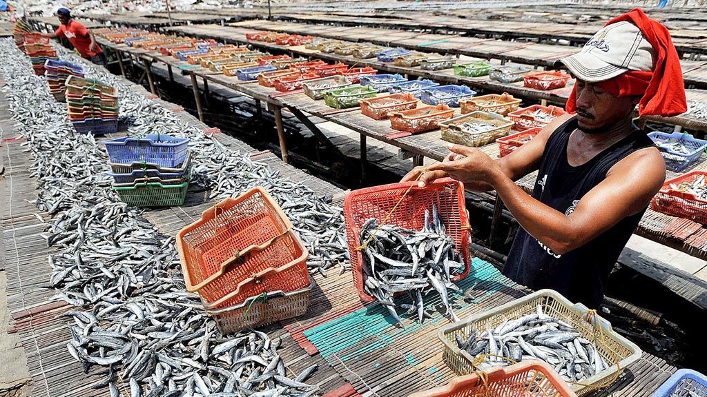 Pekerja  menjemur ikan layang yang diolah menjadi ikan asin di kawasan Muara Angke, Jakarta Utara, Rabu (3/1). Harga ikan layang kering yang biasanya Rp 25.000 per kilogram (kg), naik menjadi Rp 40.000 per kg. Kenaikan harga ikan layang terjadi akibat pasokan yang berkurang. 