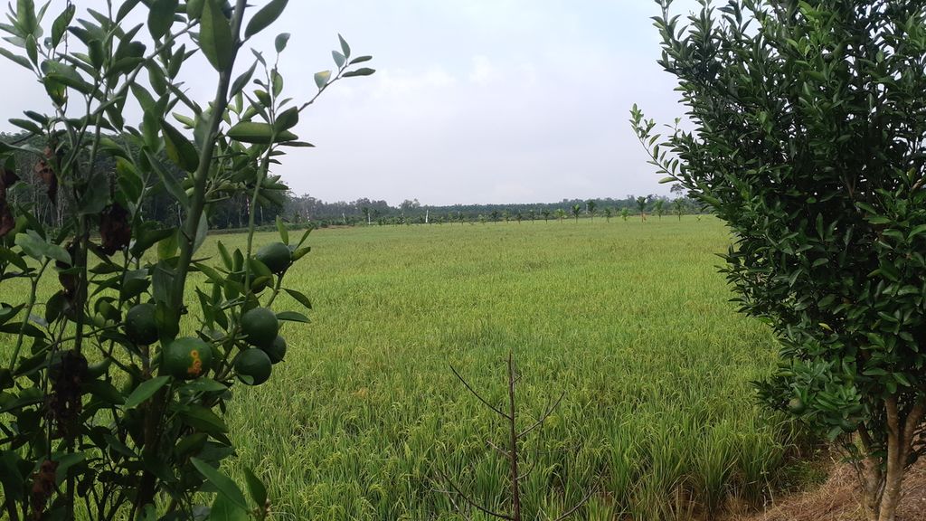 Hamparan lahan pertanian yang terletak di Agrowisata Tekno-44 yang terletak di Desa Gelebak Dalam, Kecamatan Rambutan, Kabupaten Banyuasin, Sumatera Selatan, Senin (13/2/2023). 