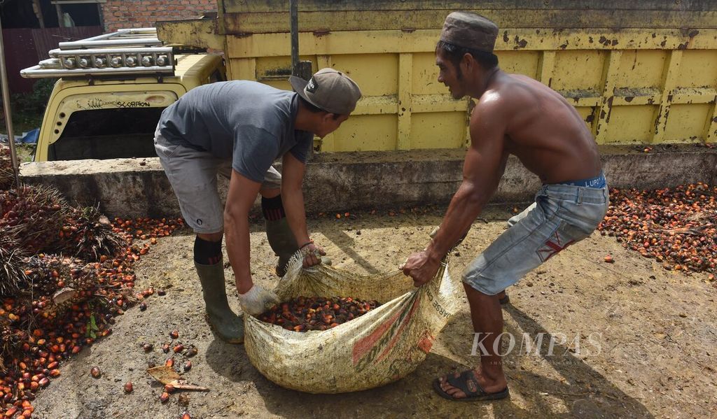 Pekerja dengan karung berusaha memasukkan kelapa sawit yang rontok ke atas truk untuk dikirim ke pabrik di Desa Bukit Raya, Kecamatan Sepaku, Kabupaten Penajam Paser Utara, Kalimantan Timur, Rabu (27/7/2022).