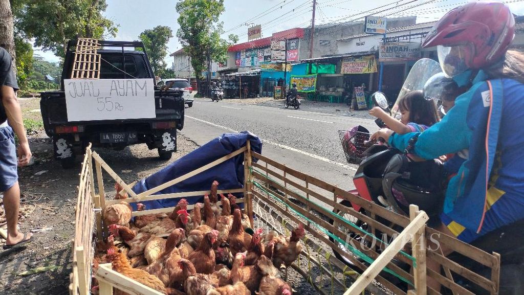 Pedagang dadakan yang menjual berbagai barang kebutuhan untuk Lebaran bermunculan di Kota dan Kabupaten Magelang. Seperti terlihat pada Kamis (20/4/2023), sejumlah pedagang ayam hidup menawarkan dagangan di tepi jalan Magelang-Purworejo.