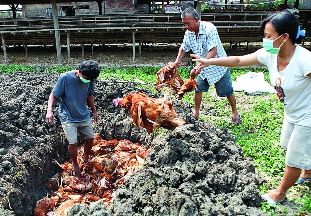 Fandiari, staf kesehatan hewan Dinas Peternakan dan Perikanan Kabupaten Sidrap mengubur ratusan ayam yang mati terserang flu burung di Desa Bulo, Kecamatan Panca Rijang, Sidrap, Sulawesi Selatan, Rabu (13/7). 