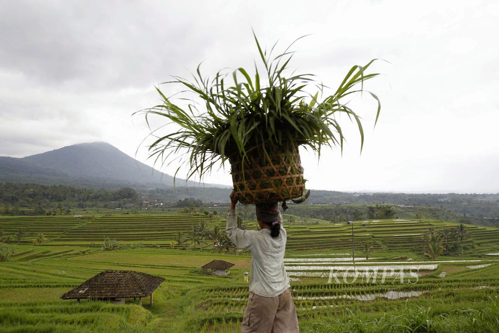 Petani mencari rumput di antara hamparan subak di Desa Jatiluwih, Penebel, Tabanan, Bali, Rabu (2/2/2011). Sistem pengairan subak dan terasiring serta pupuk organik dari kotoran hewan diterapkan di kawasan tersebut. 