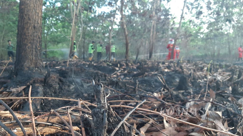 Lahan gambut di Karanggan, Kota Palangkaraya, Kalimantan Tengah, Selasa (27/06/2023) sore, terbakar. Para pemadam kebakaran berjibaku di lahan gambut yang sudah dua hari tidak padam. 