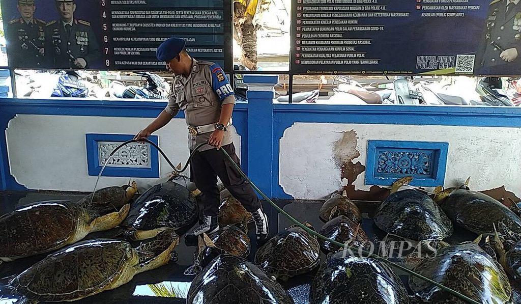 Direktorat Kepolisian Perairan dan Udara Polda Bali, Senin (1/5/2023), mengumumkan hasil pengungkapan kasus perdagangan daging penyu hijau dan kepemilikan satwa dilindungi. Polisi menyita 21 penyu hijau dan menangkap seorang tersangka terkait kasus perdagangan penyu hijau dan kepemilikan satwa dilindungi itu, 