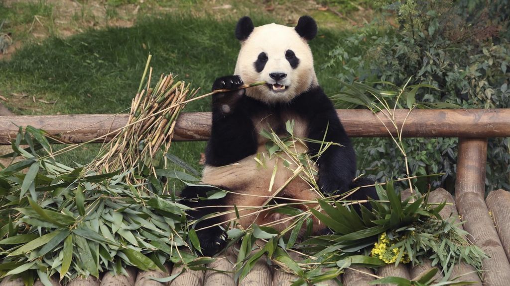 Fu Bao, panda di Kebun Binatang Everland di Seoul, Korea Selatan, pada Maret 2024.