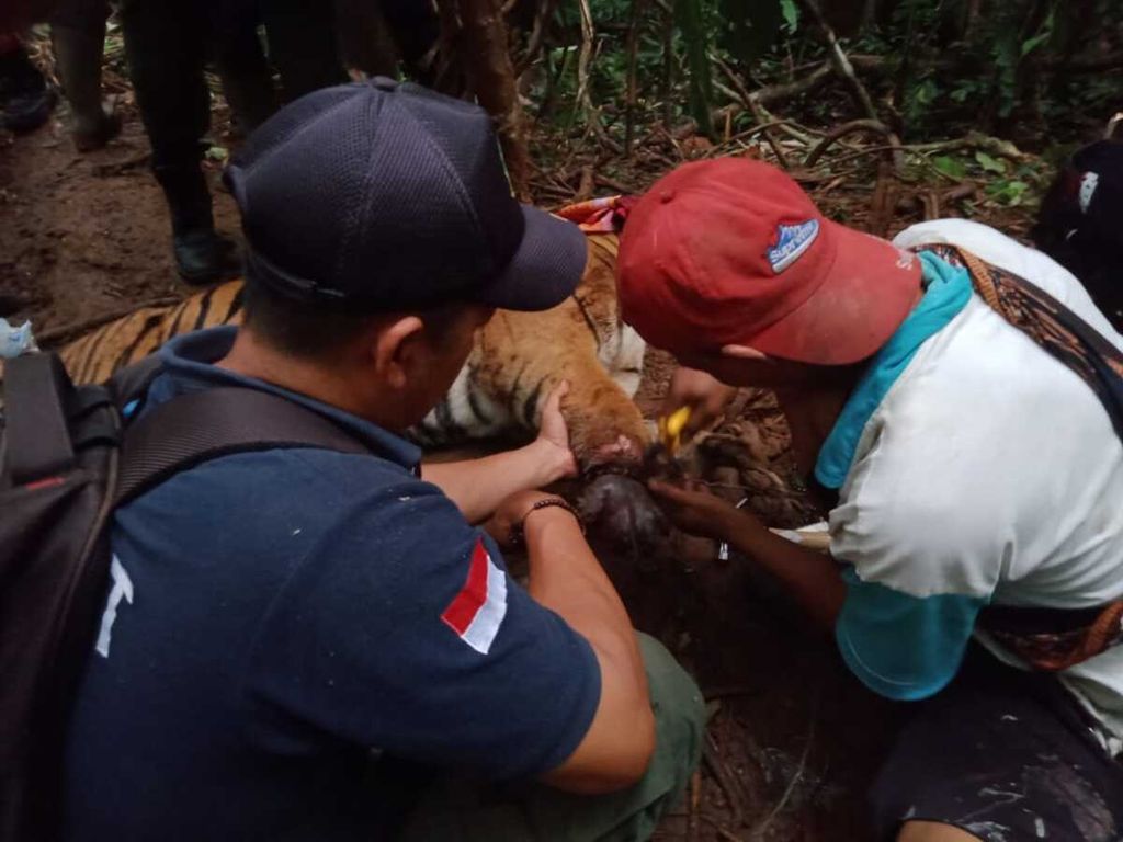 Petugas mengevakuasi seekor harimau sumatera berjenis kelamin jantan yang terkena jerat di hutan Taman Nasional Bukit Barisan Selatan, Lampung. Saat ini, harimau tengah dievakuasi keluar hutan. 