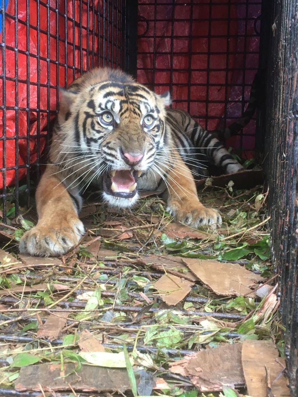 Harimau sumatera (<i>Panthera tigris sumatrae</i>) liar saat berada dalam perangkap di Desa Lhok Bengkuang, Kecamatan Tapaktuan, Kabupaten Aceh Selatan, Aceh, Senin (25/7/2022). Konflik satwa berdampak pada keberlangsungan hidup satwa dan keselamatan manusia.