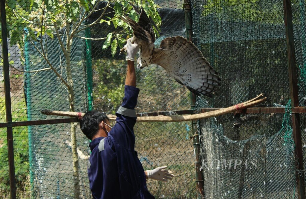 Seorang keeper Pusat Konservasi Elang Kamojang (PKEK) Kabupaten Garut, Jawa Barat, menangkap seekor elang brontok. Elang ditangkap untuk diambil darahnya demi kepentingan penelitian.