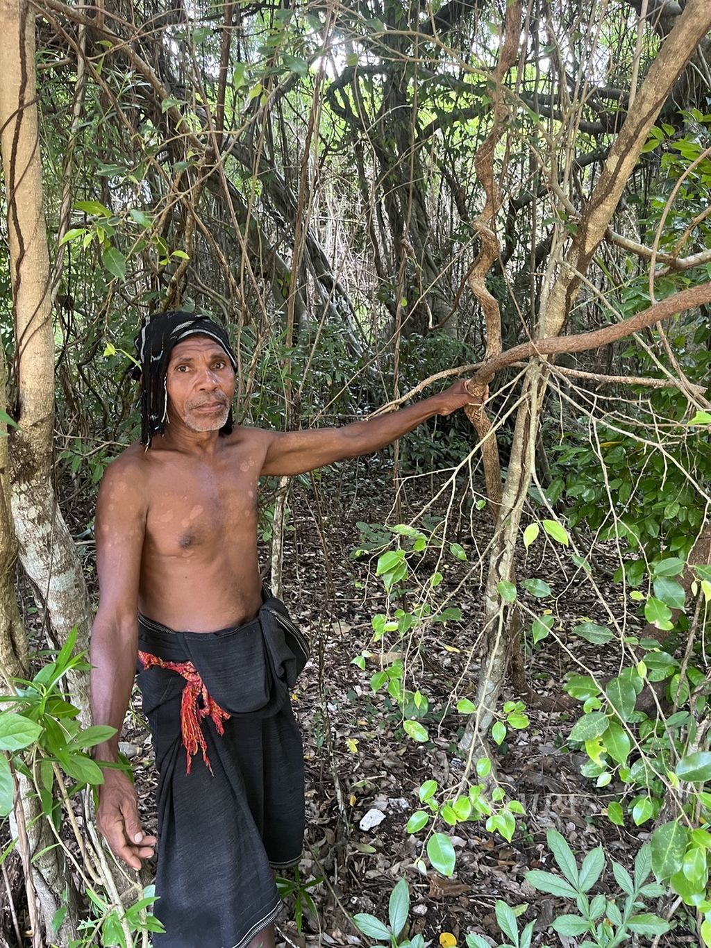 Matias Raja Koten (62), Kepala Suku Koten Keka dari Desa Waibao, Kecamatan Tanjung Bunga, menunjukkan pohon balam yang bisa merambat hingga lebih dari 100 meter. 