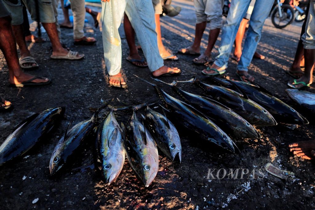 Aktivitas jual beli ikan di TPI Maumere, Sikka, Nusa Tenggara Timur, Kamis (8/6/2023).  