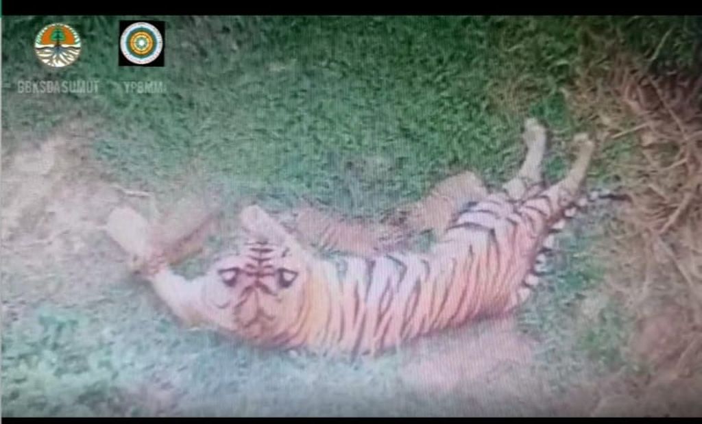 Tiga bayi harimau sumatera menyusu induknya di Sanctuary Harimau Barumun di Kabupaten Padang Lawas, Sumatera Utara, Jumat (4/2/2022).