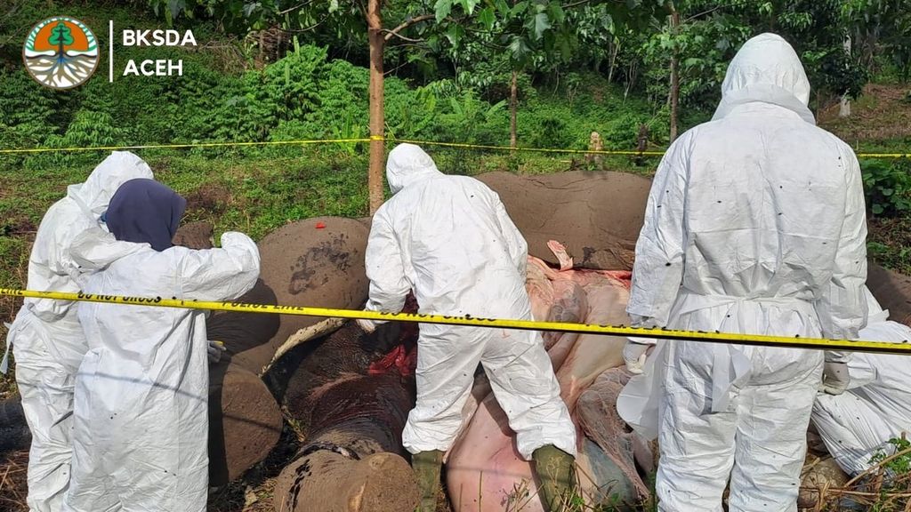 Bangkai gajah liar yang mati di perkebunan warga Desa Karang Ampar, Kecamatan Ketol, Kabupaten Aceh Tengah, Provinsi Aceh, Jumat (9/6/2023). Gajah itu mati karena keracunan.