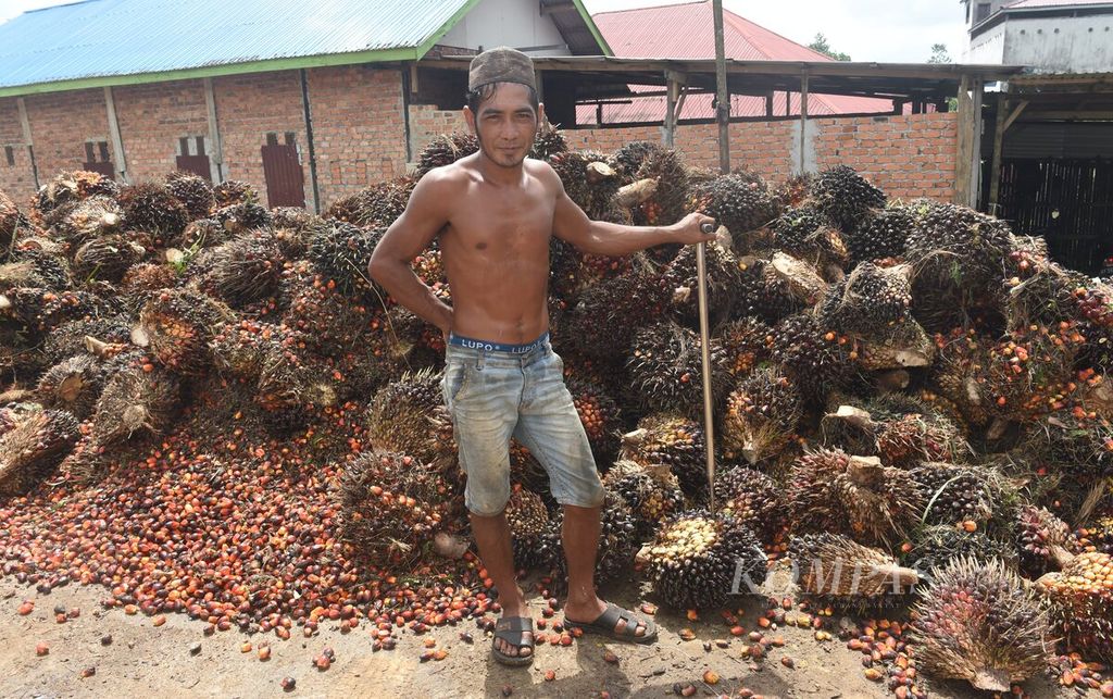 Firman saat memindahkan sawit kiriman petani ke atas truk untuk dikirim ke pabrik di Desa Bukit Raya, Kecamatan Sepaku, Kabupaten Penajam Paser Utara, Kalimantan Timur, Rabu (27/7/2022). 