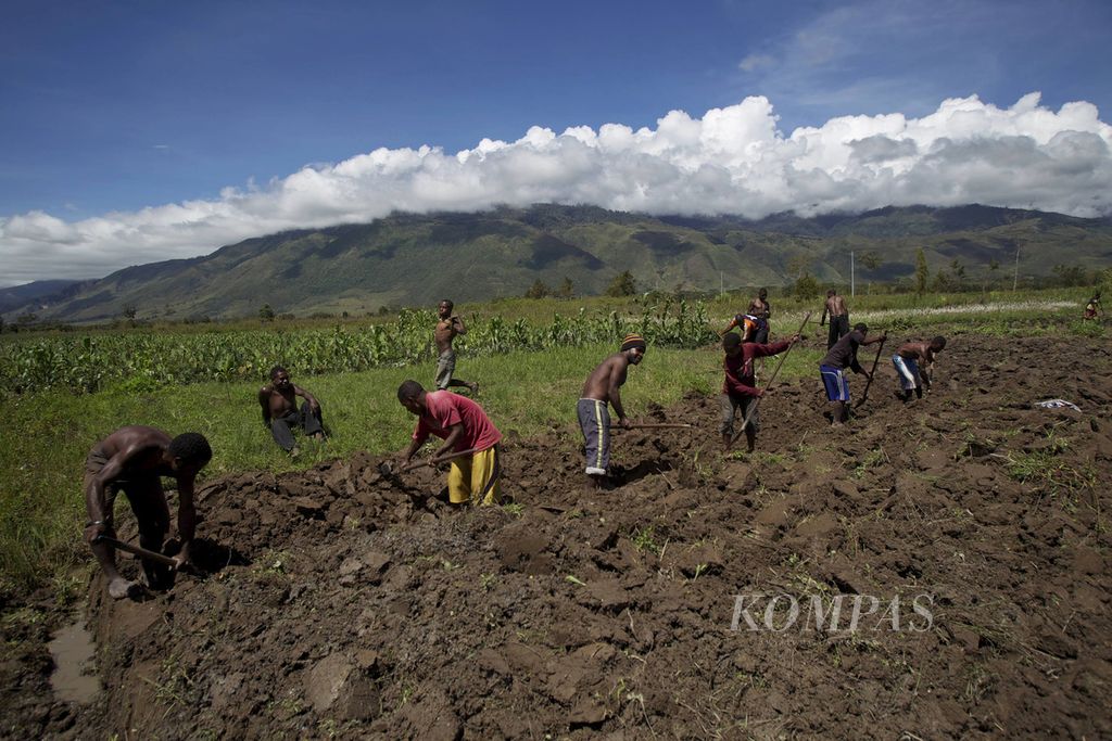 Petani membuka ladang baru untuk pertanian di Distrik Asolokobal, Kabupaten Jayawijaya, Papua, pada April 2012.