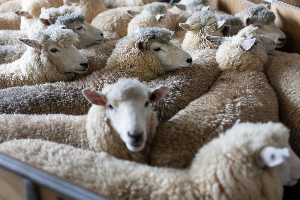 Foto yang diambil per 4 Maret 2023 ini menunjukkan domba-domba yang menunggu giliran untuk dicukur bulunya pada ajang kompetisi Golden Shears International di Masterton, Selandia Baru.
