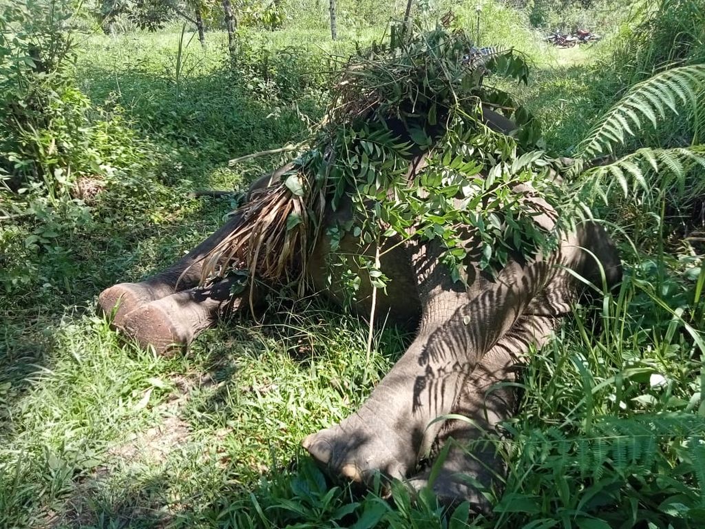 Bangkai gajah sumatera di perkebunan warga di Desa Karang Ampar, Kecamatan Ketol, Kabupaten Aceh Tengah, Aceh, Jumat (7/6/2024). Gajah itu mati diduga karena tersetrum.