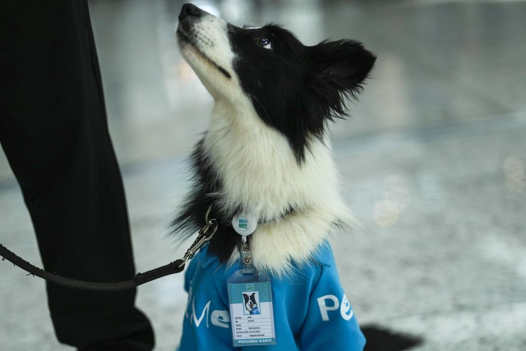 Anjing terapi bernama Alita di Bandara Internasional Istanbul, Turki, tengah bertugas, Rabu (3/4/2024). 